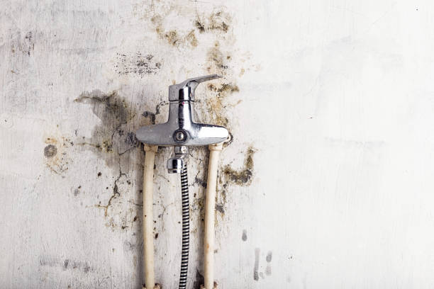 Best Best Mold Removal Companies  in Enosburg Falls, VT