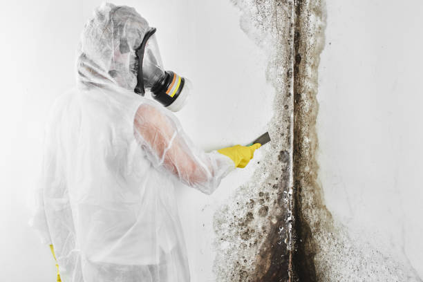 Mold Removal Process in Enosburg Falls, VT