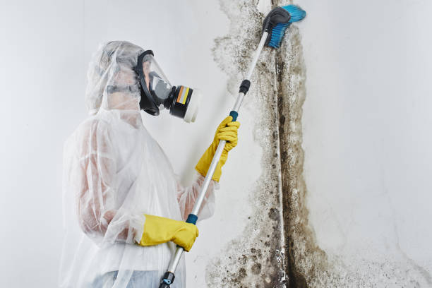 Best Office Mold Removal Services  in Enosburg Falls, VT