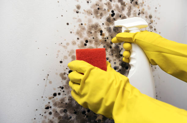 Best Mold Removal Company Near Me  in Enosburg Falls, VT