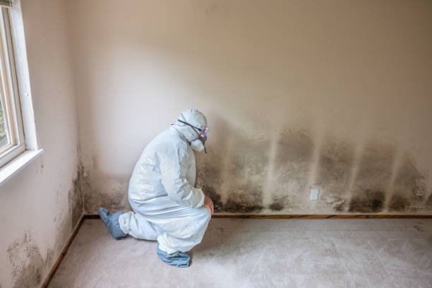 Best Emergency Mold Removal  in Enosburg Falls, VT
