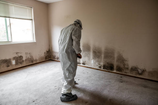 Best Mold Removal Process  in Enosburg Falls, VT