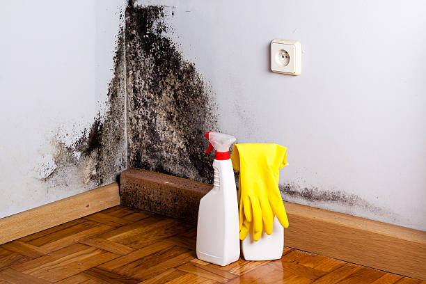 Best Mold Damage Repair  in Enosburg Falls, VT